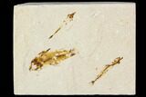 Three Cretaceous Fossil Fish - Lebanon #111692-2